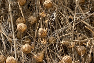 Vom Flachs zum Leinen